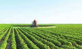 Büyükşehirden Çiftçilere Marul Fidesi Desteği