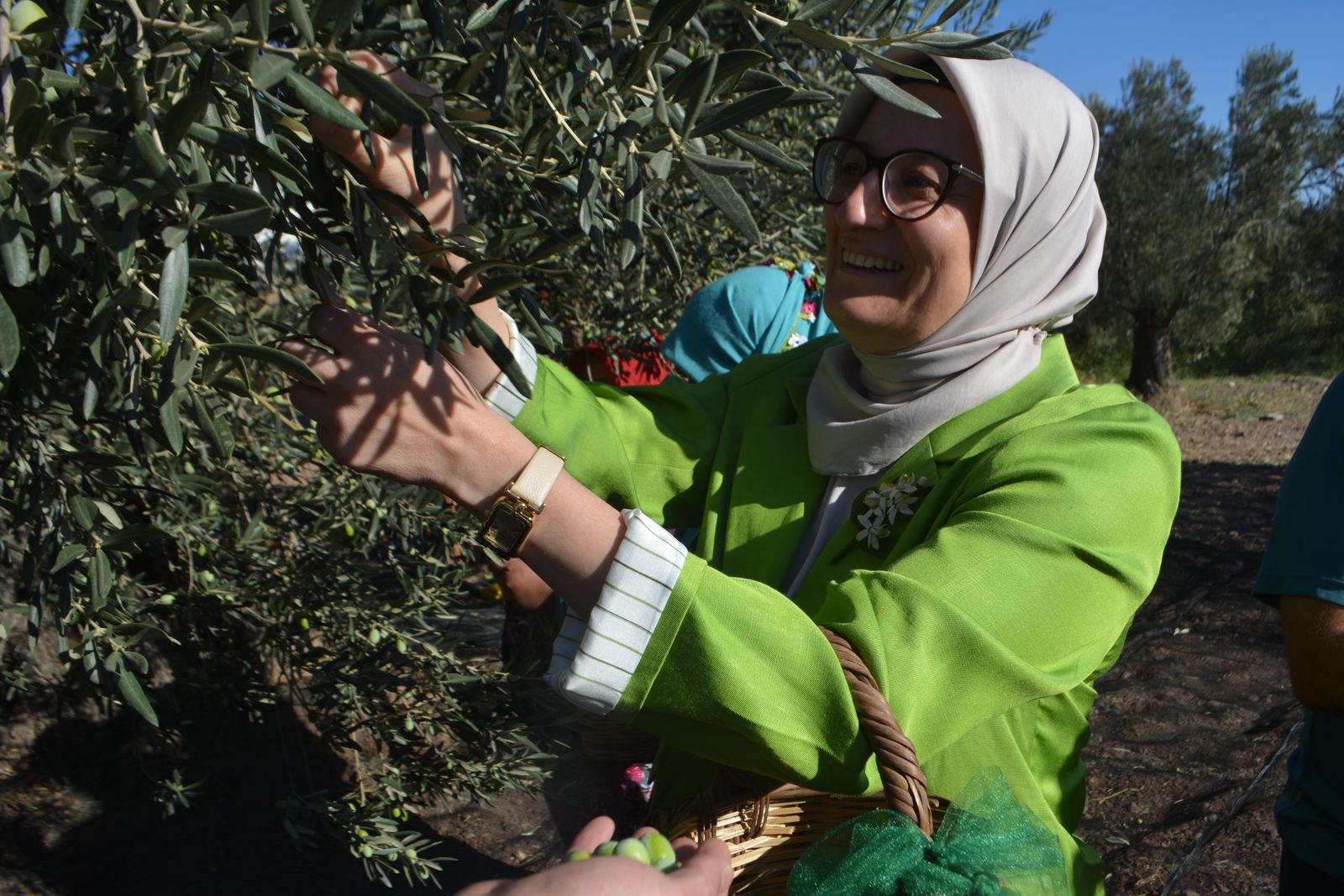 Zeytinin Başkenti Ayvalık’ta Yılın İlk Hasadı Gerçekleştirildi