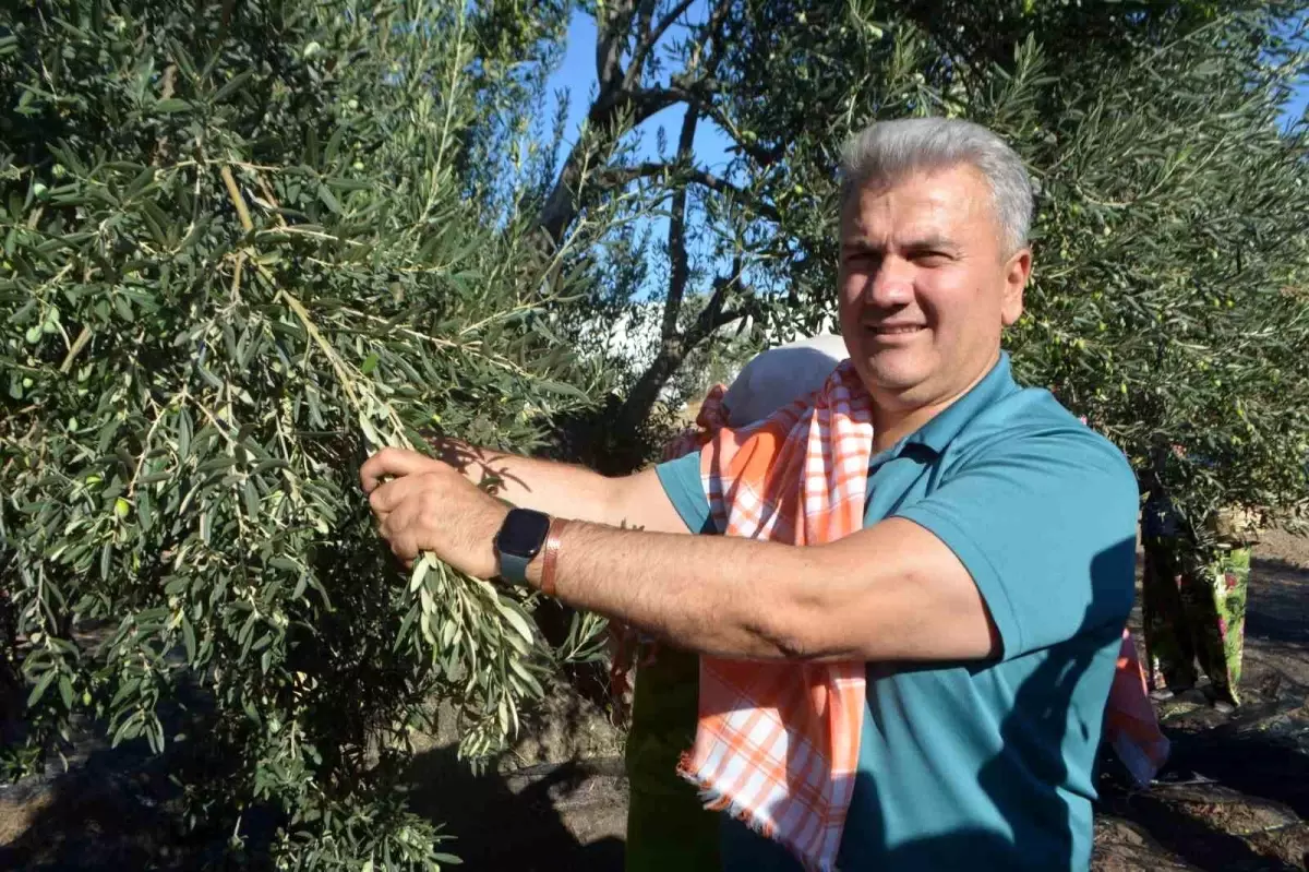 Türk Zeytinyağının AB Tescili İçin Girişimler Sürüyor