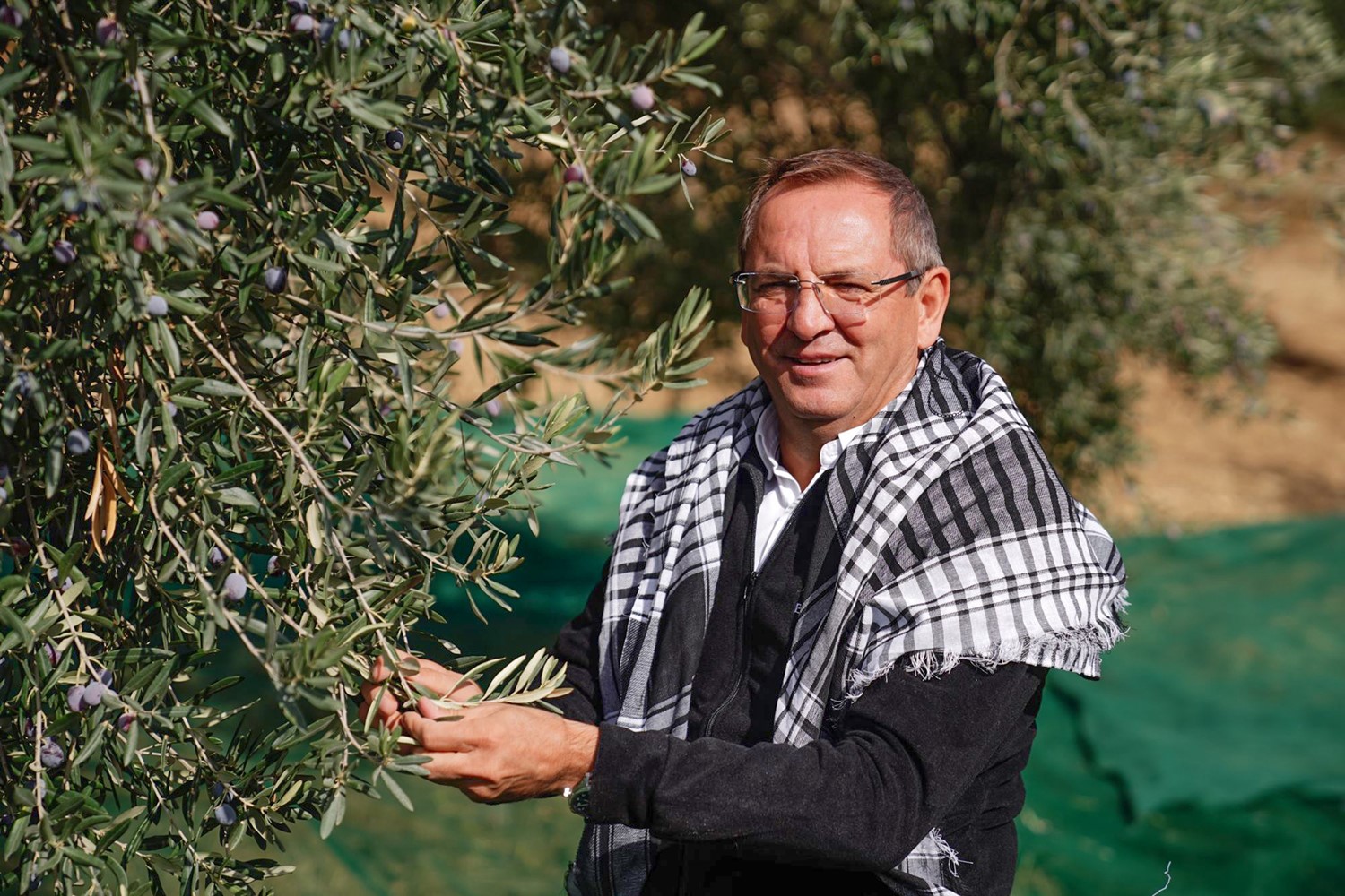 20. Ayvalık Zeytin Hasat Festivali Başlıyor