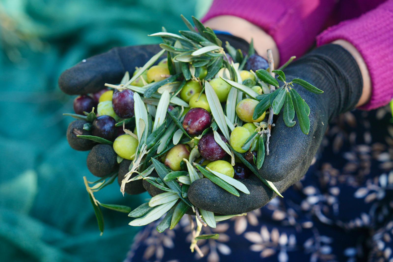 BURHANİYE’DE ZEYTİN HASADI BAŞLADI