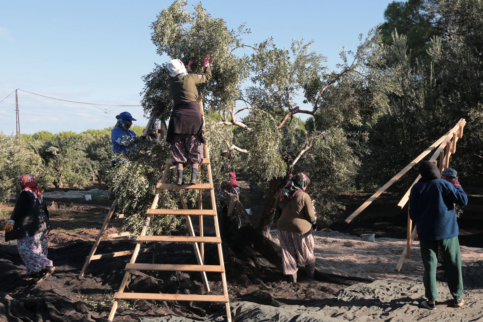 Ayvalık’ta Zeytin Hasadı Dualarla Başladı