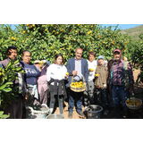 Satsuma Mandalinanın İhracat Yolculuğu 17 Ekim’de Başlıyor