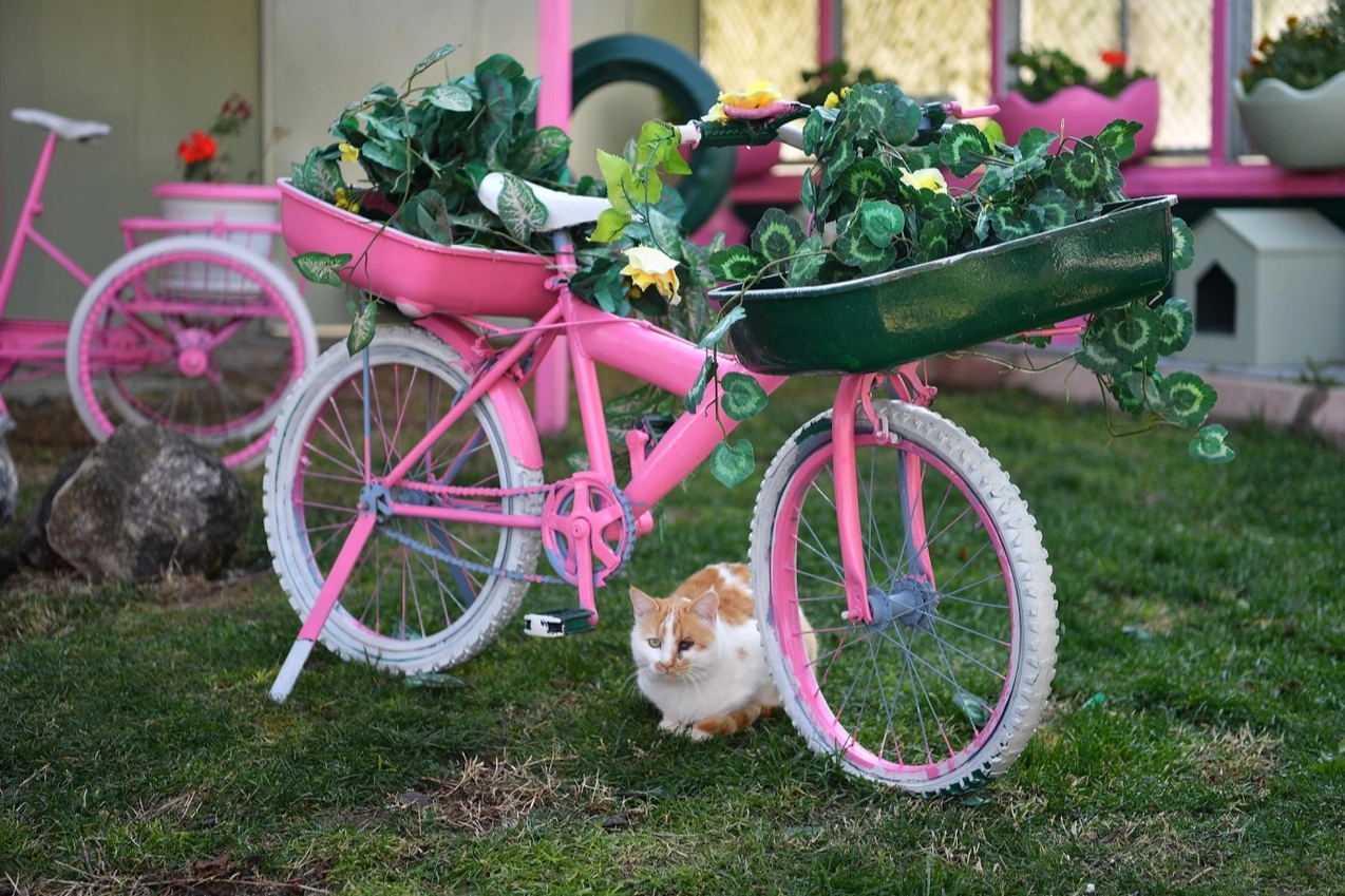 Kayseri Büyükşehir’den sokak kedilerine sıcacık yuva