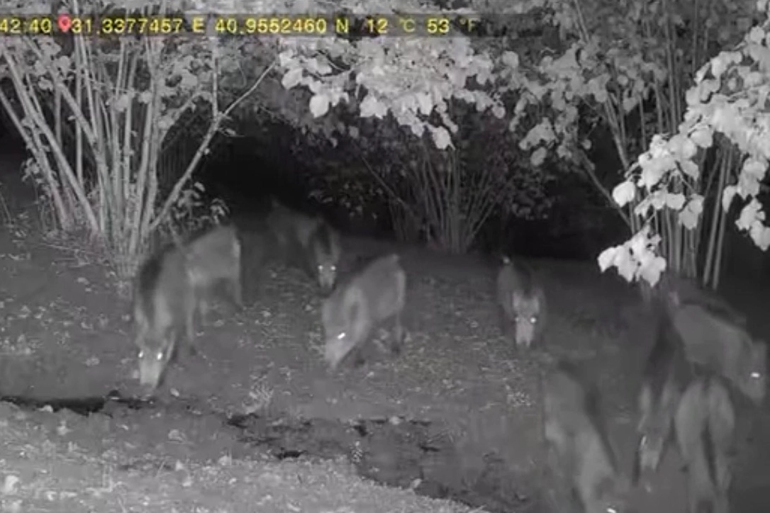 Düzce’de ayı ve domuz sürüsü köy evlerine indi!