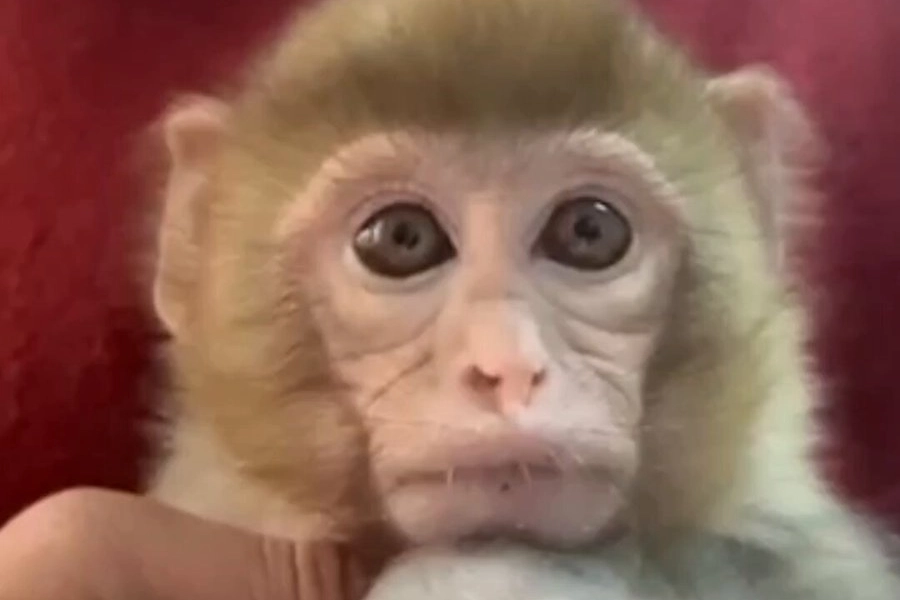 Elazığ’da yavru makak maymunu korumaya alındı