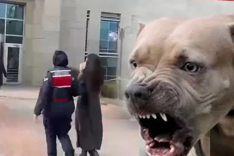 Etimesgut’ta pitbull dehşetinde yeni gelişme… Köpek sahibi tutuklandı!