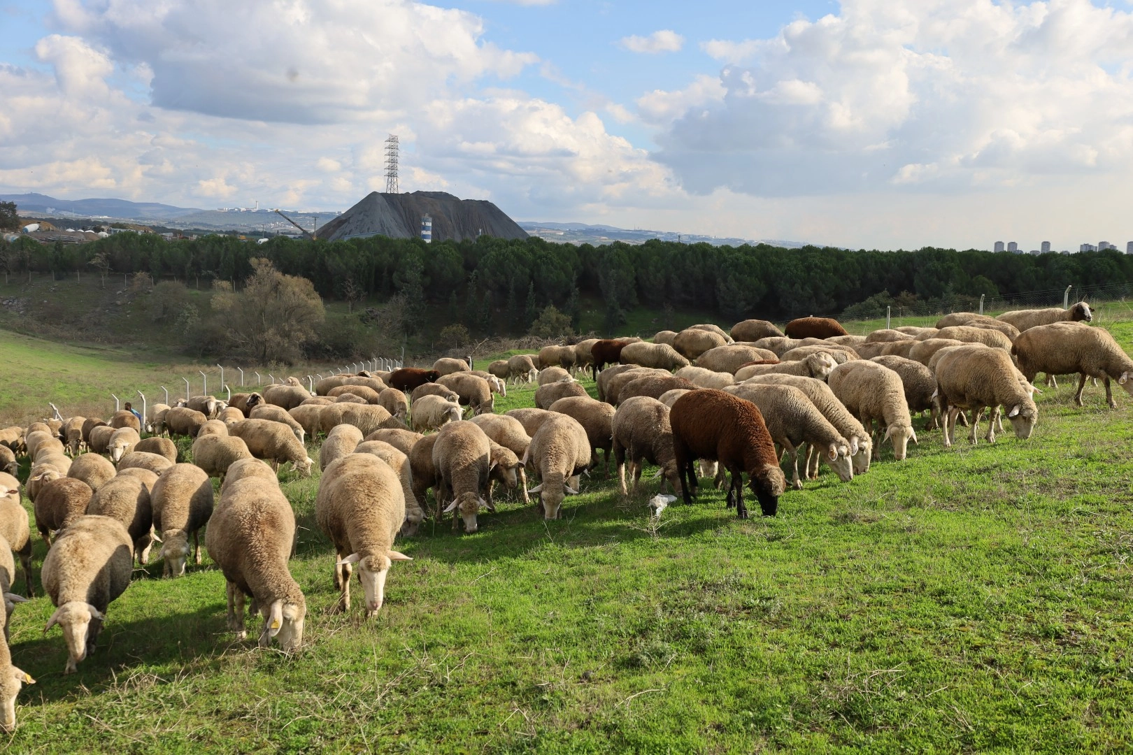 Kocaeli’de damızlık koç desteğiyle kuzulama oranları artıyor… Sürüler güçlendi, verim arttı