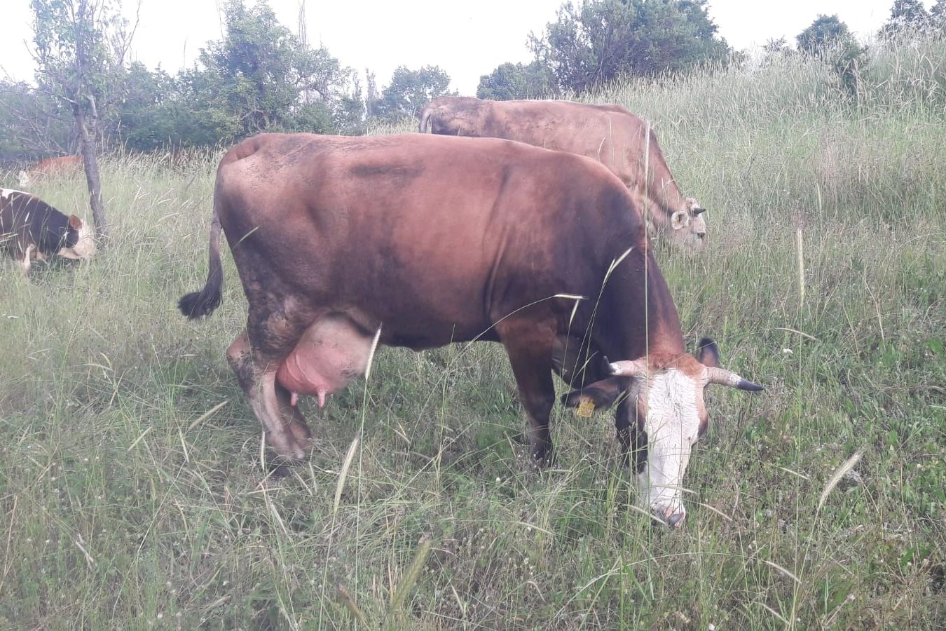 Bilecik Pazaryeri’nde çok sayıda mahalle ve köy karantinada
