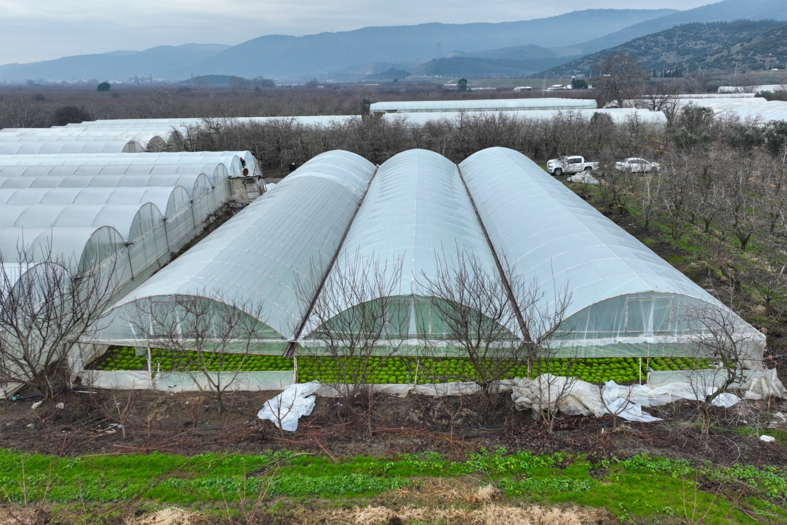 Bursa’da lodoszede seralara Büyükşehir desteği