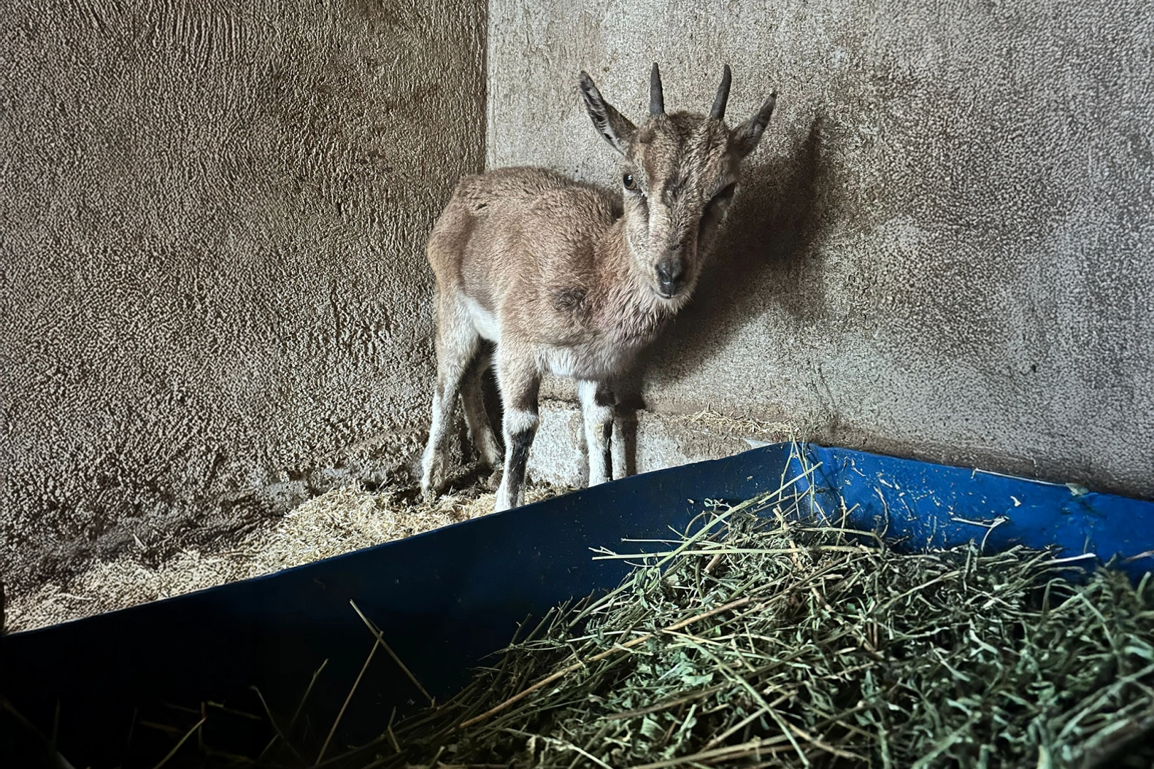 Finike’deki bitkin keçi Kumluca’da tedavi altına alındı