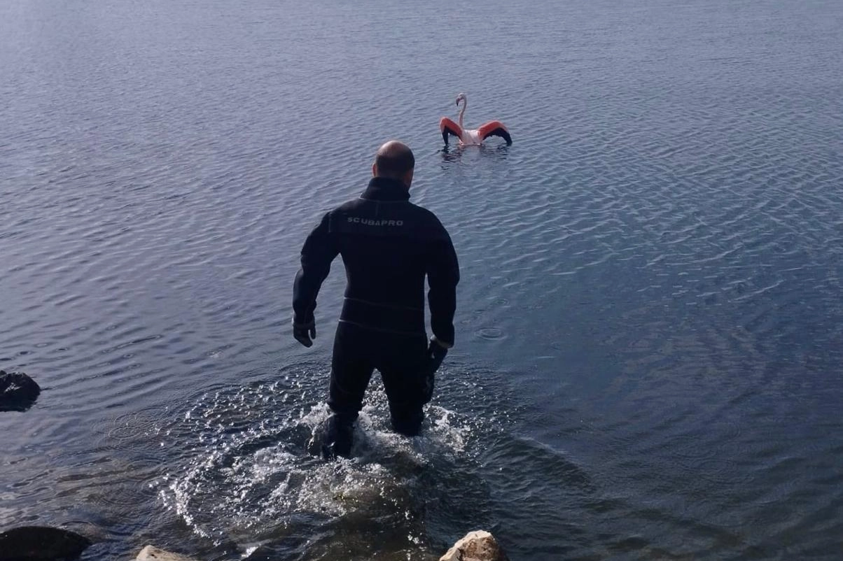 İzmir’de flamingoya dalgıçlardan hayat veren kurtarma