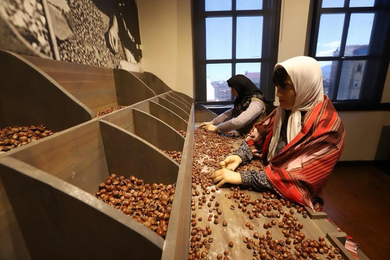 Türkiye’nin ilk fındık müzesi yoğun ilgi görüyor