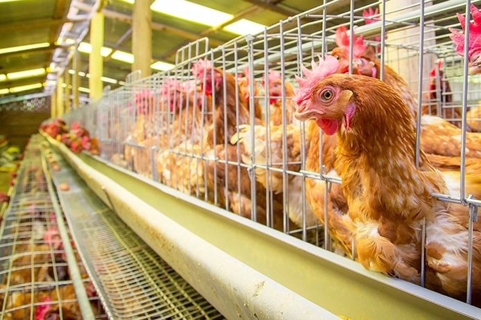 Yumurtacı tavukların kafes standardında değişiklik… Mevcut kafes sistemleri 2029’da sona eriyor