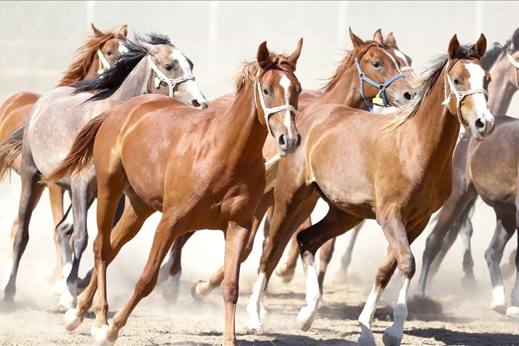 “100 milyon TL’lik tay kayıp” denilmişti… TİGEM’den açıklama geldi!