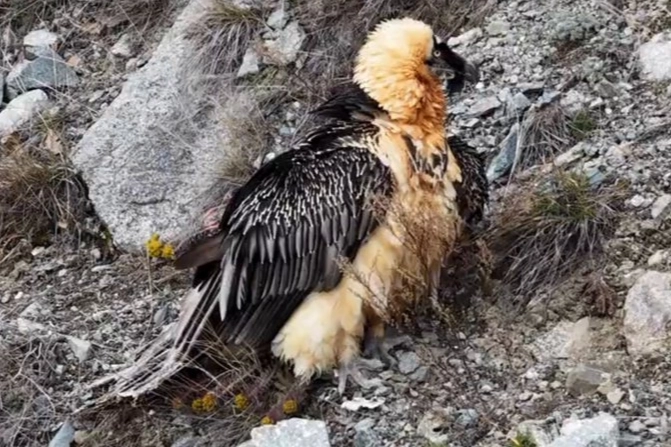 Artvin’de ‘Sakallı Akbaba’ yeniden doğaya salındı