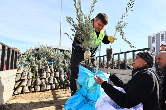 Denizli’de üreticiye zeytin fidanı desteği