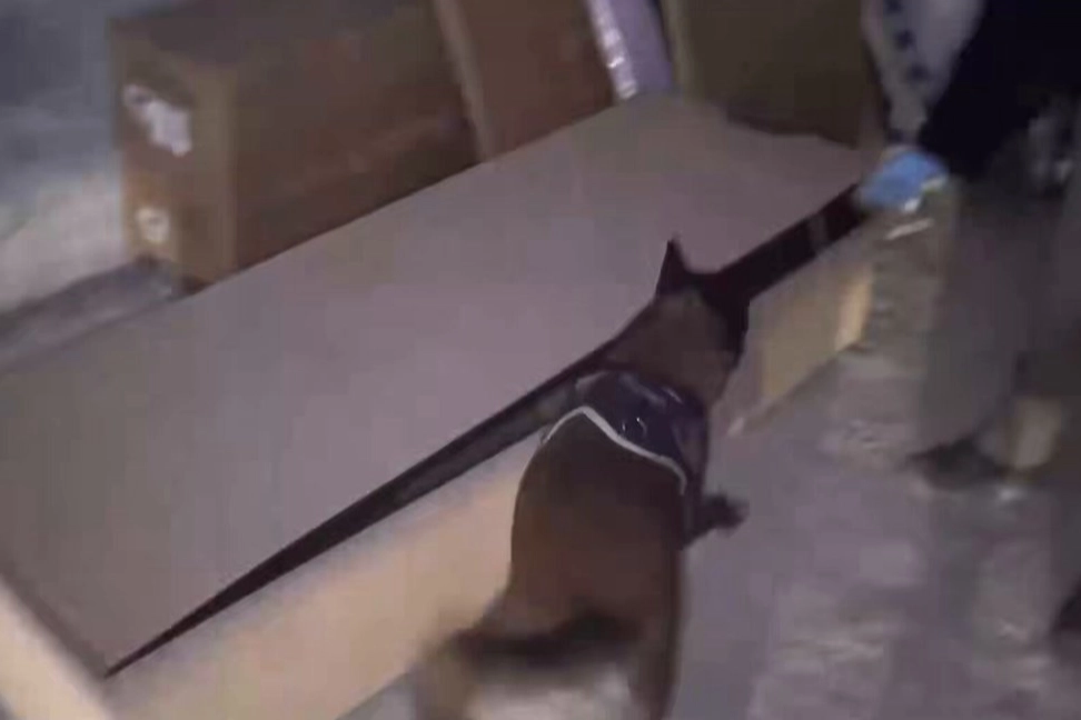 İstanbul’da hassas burun ‘Leydi’ operasyonda