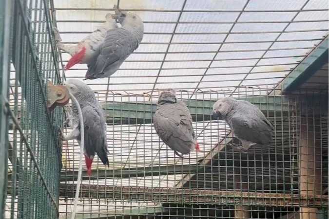 İstanbul’da kaçak yaban hayvanı operasyonu… 20 Afrika gri papağanına el konuldu