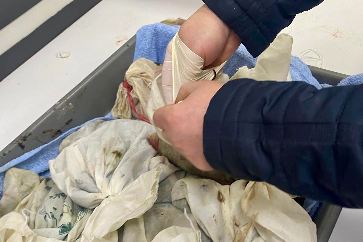 İstanbul Havalimanı’nda kaçak sülük operasyonu… 90 bin canlı tıbbi sülük ele geçirildi