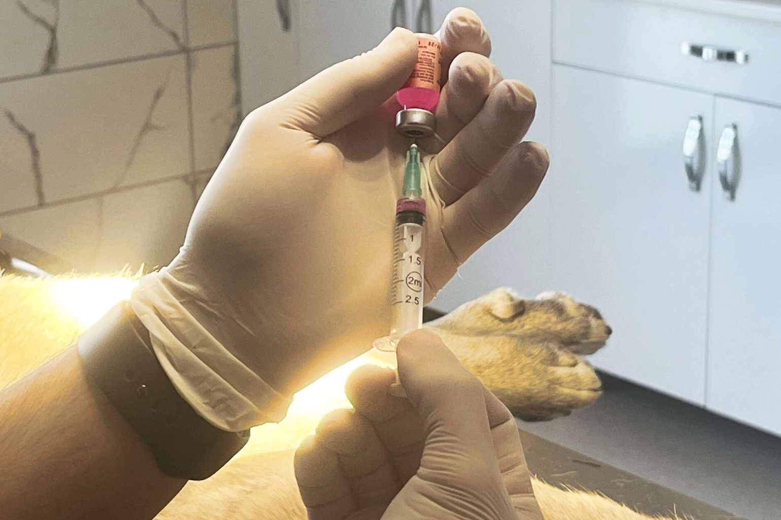 İstanbul Valiliği: Kentte son kuduz vakası 19 yıl önce görüldü