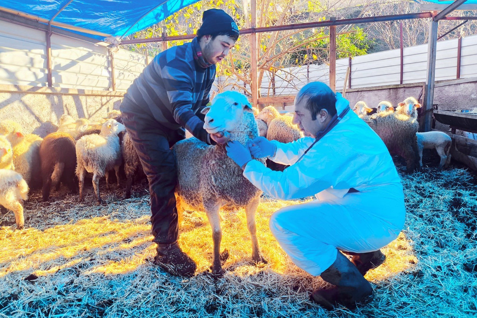Karadeniz’in ilk hastalıktan ari koyunculuk işletmesi Giresun’da