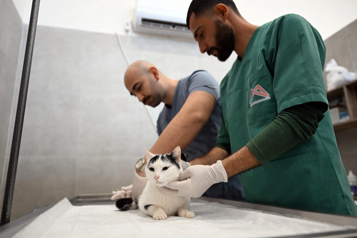 Kediler bu merkezde kısırlaştırılacak