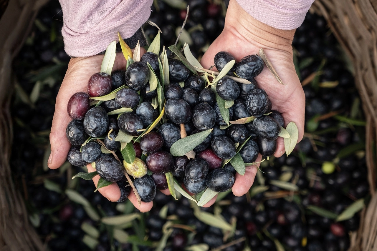 Marmarabirlik’ten 6,8 milyar TL’lik ciro ve ihracatta tarihi rekor