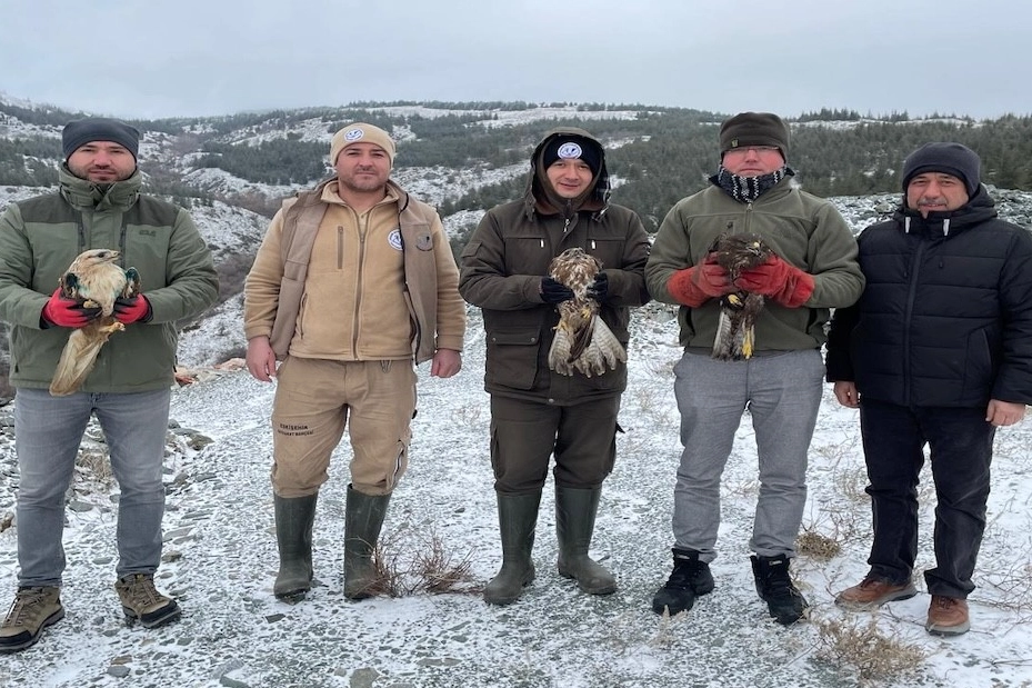 Eskişehir’de tedavi edilen yırtıcı kuşlar doğaya salındı
