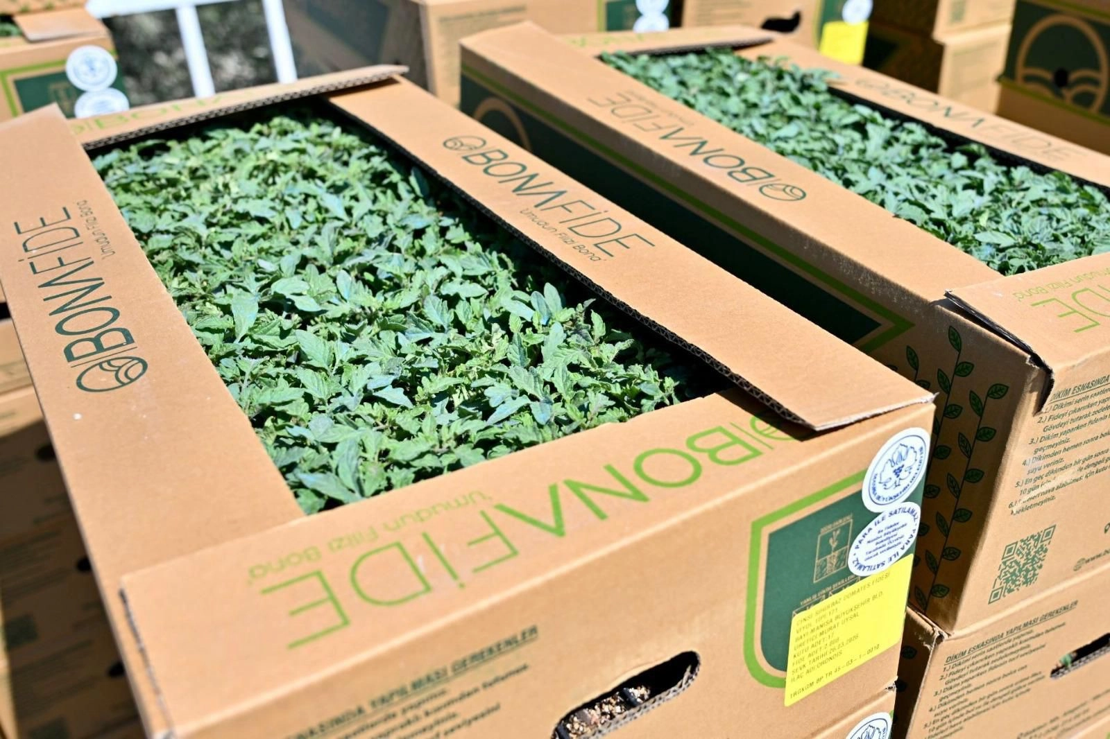 Manisa Gördes’te üreticinin yüzü güldü… Fideler bereketli toprakla buluşuyor