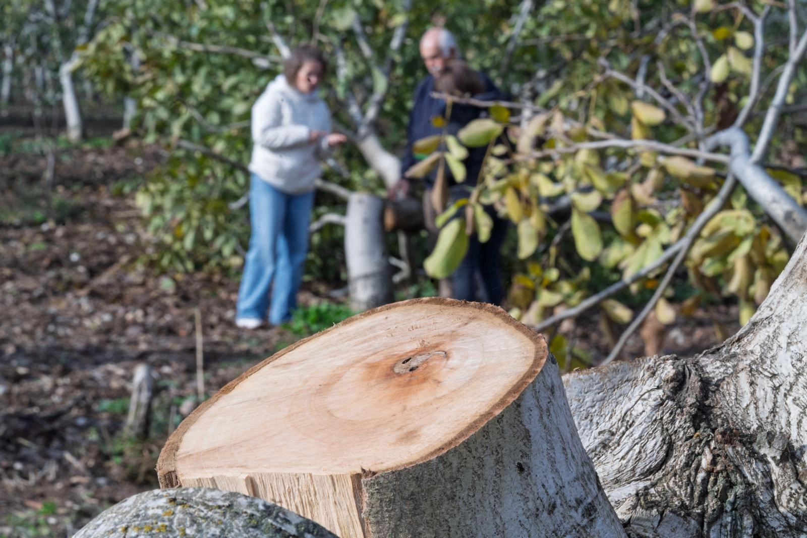İzmir’de kesilen cevizlerin yerine umut filizlendi