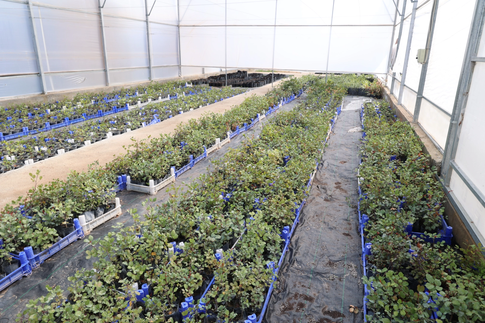 Antalya’da keçiboynuzu üreticisine fidan desteği