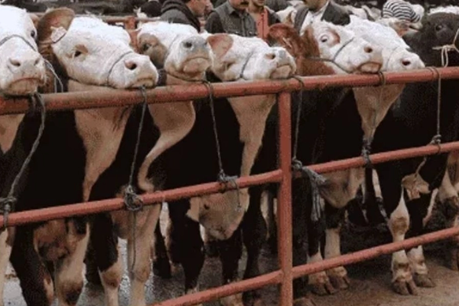 Balıkesir Gönen’de hayvan pazarlarına ‘şap’ tedbiri