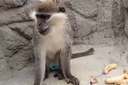 Denizli’de fırtınadan kaçan maymun yeniden korumaya alındı