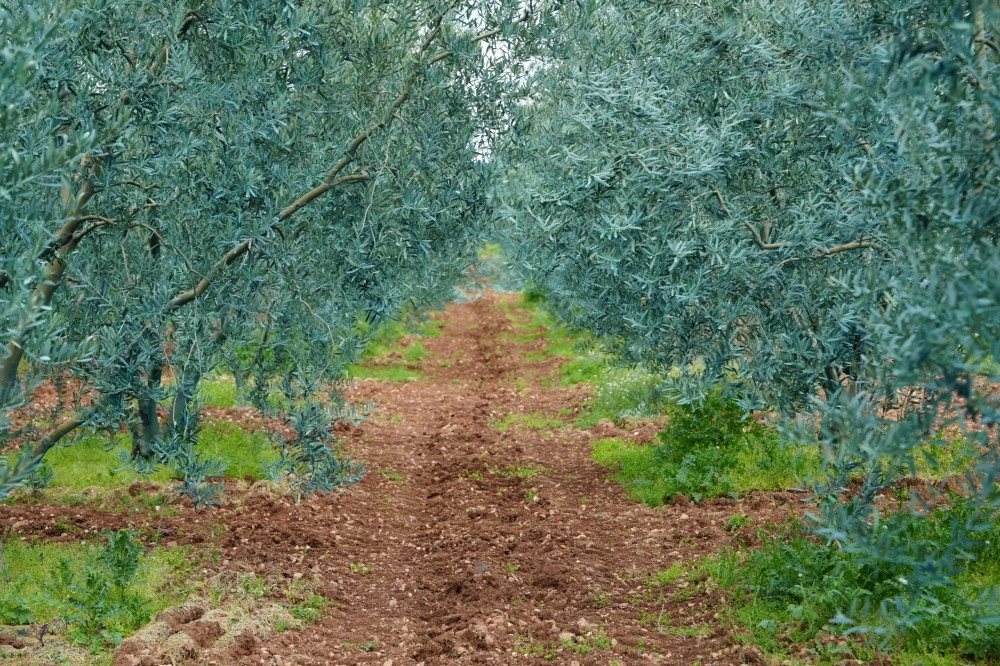 Eskişehir’de ‘Dorlion Zeytinyağı’ kalitesini ödüllerle tescilledi