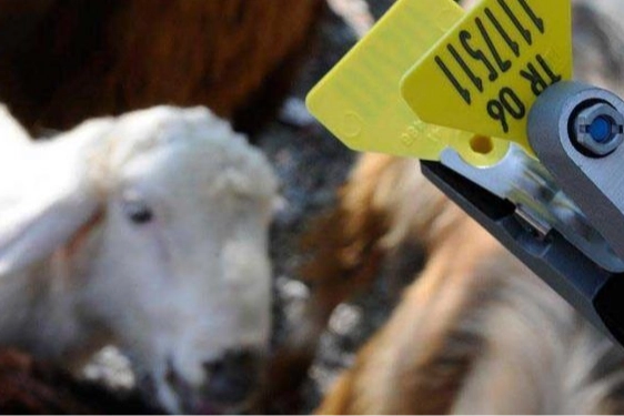 Hayvan sahiplerine aşı ve küpe ücretlerinde önemli ayar… O ücretler desteklemeden düşecek