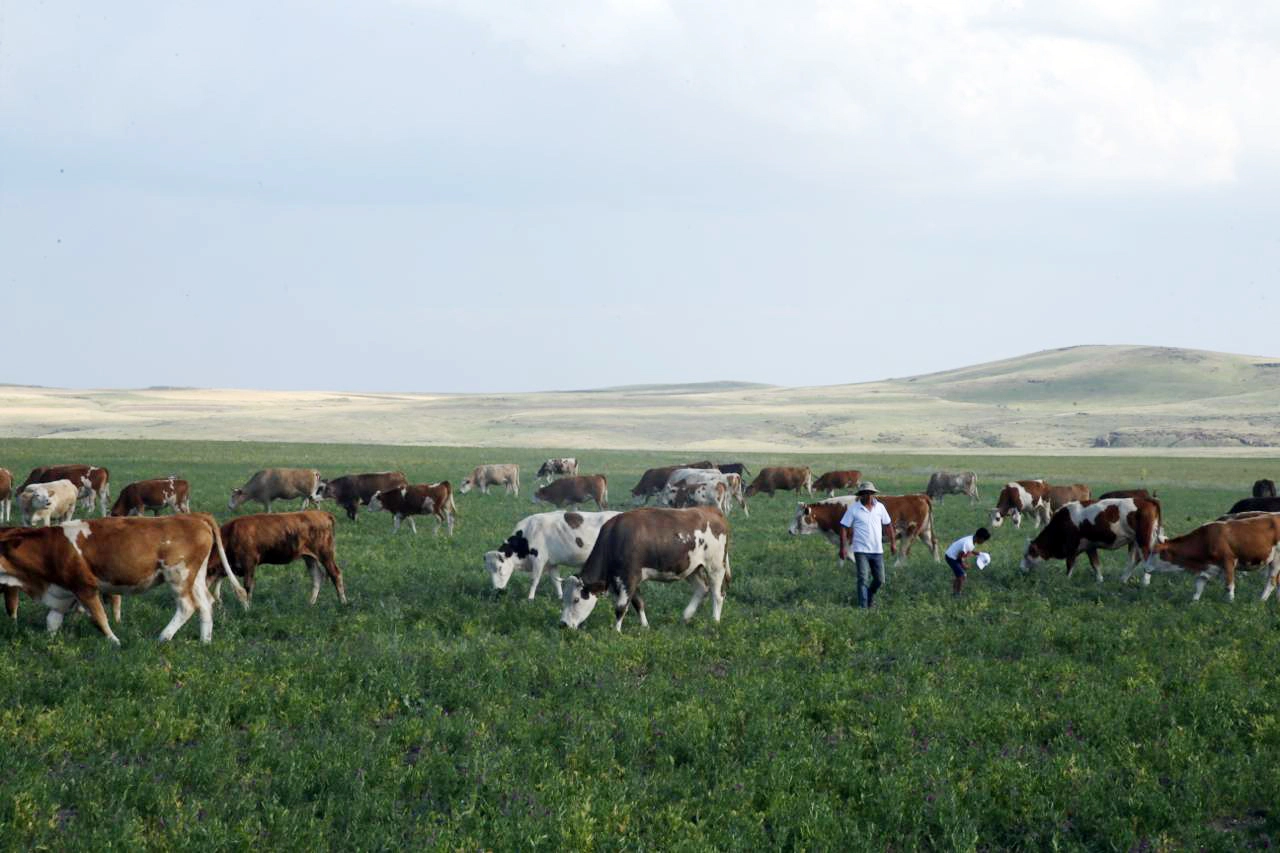 Kars Ani’de meralar yasaklandı mı? Açıklama geldi