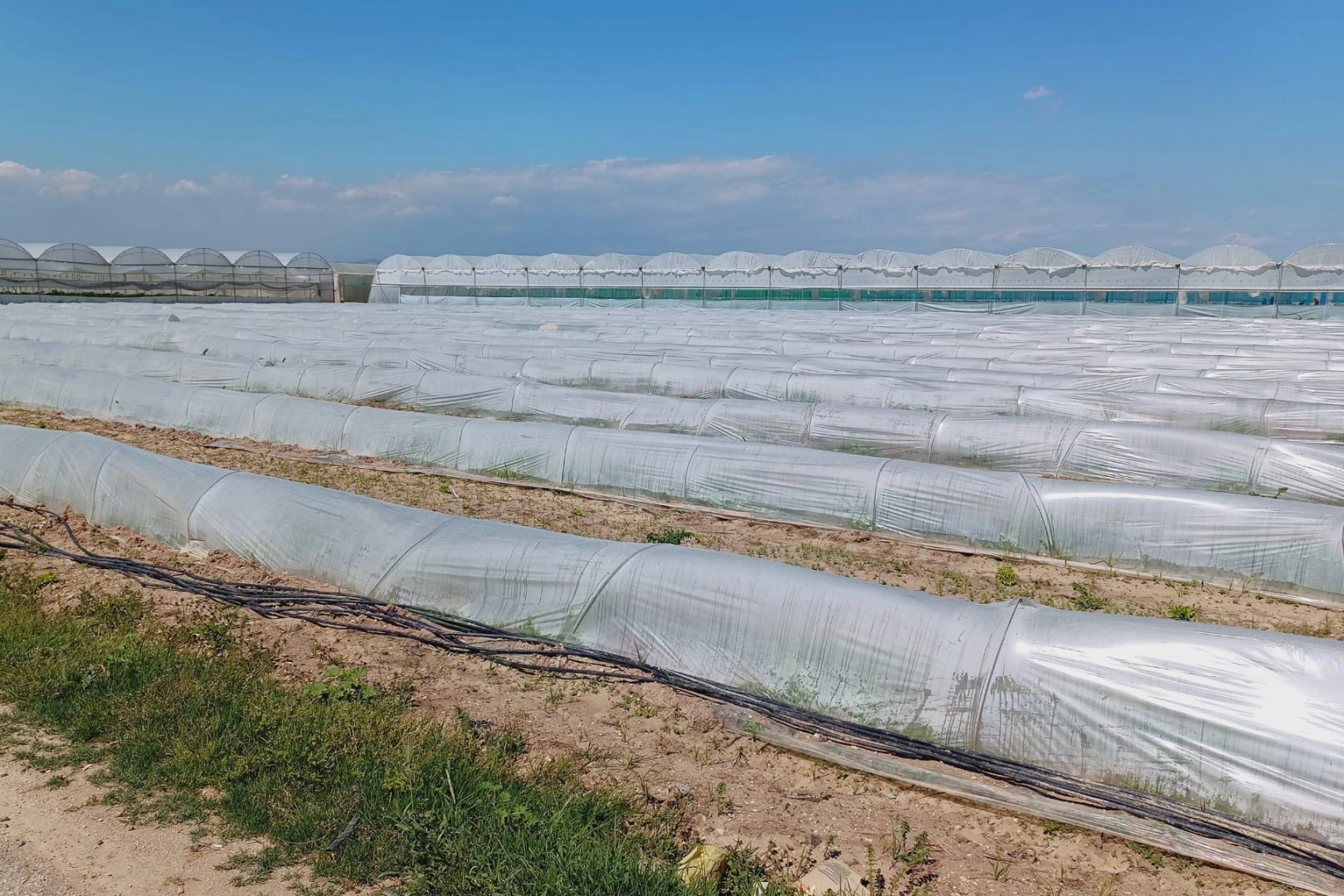 Mersin’de ‘marul tarlada kaldı’ iddiasına yalanlama