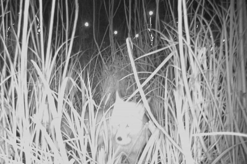 Ordu Durugöl Kurtuluş Tabiat Parkı’nda tilki yumurtaların peşinde