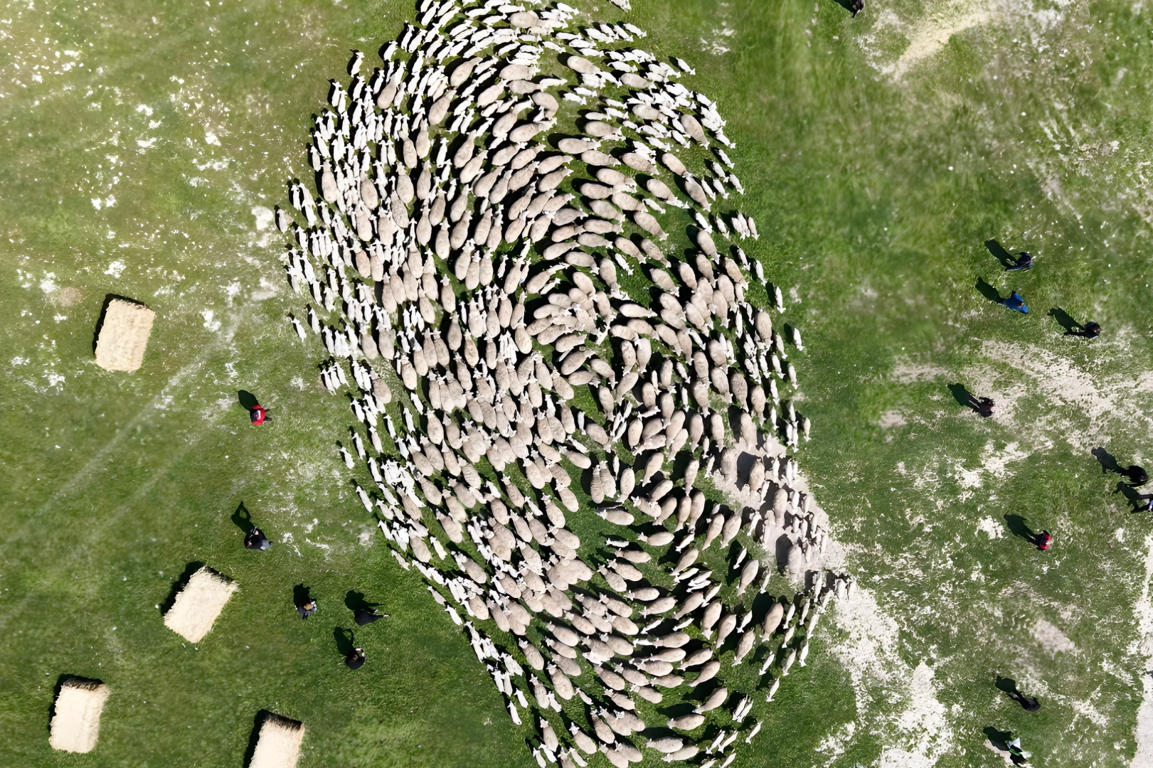 TİGEM’de ‘kavuşma’ sevinci… Koyun ve kuzular buluştu