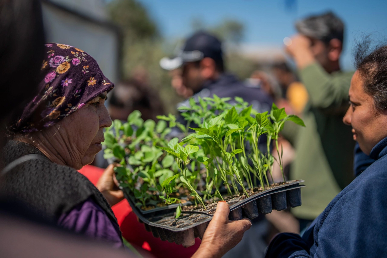 Muğla Milas’tan üreticilere fide desteği